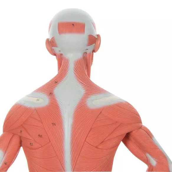  Model Spierfiguur