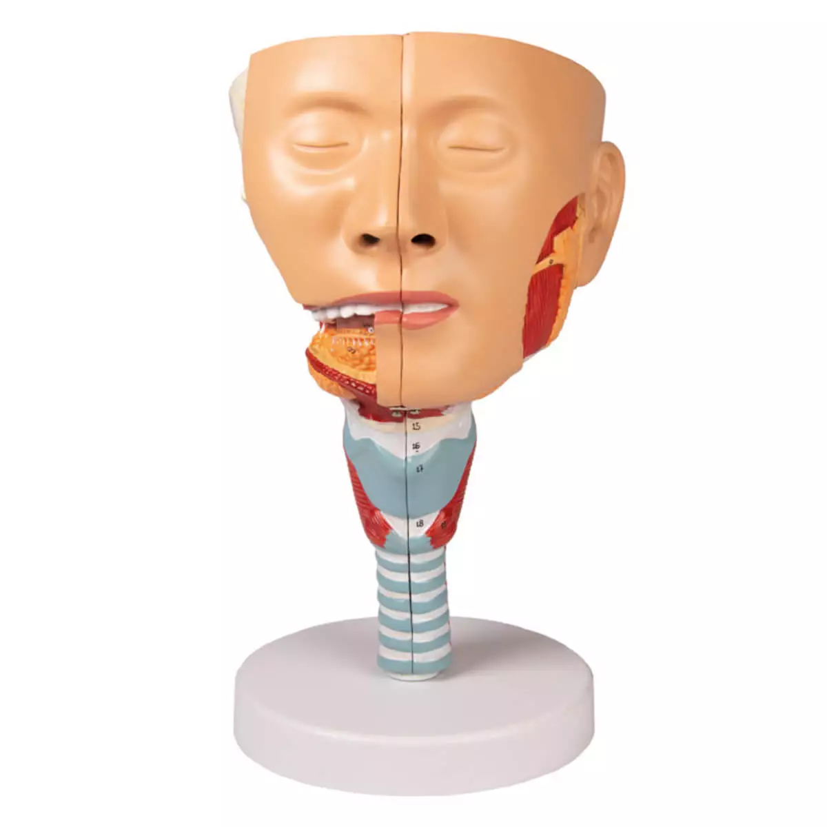  Modelhoofd met keelholte en strottenhoofd