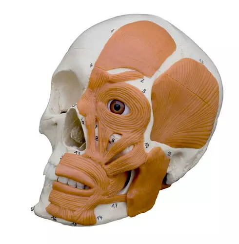  Anatomie schedel met gezichtsspieren