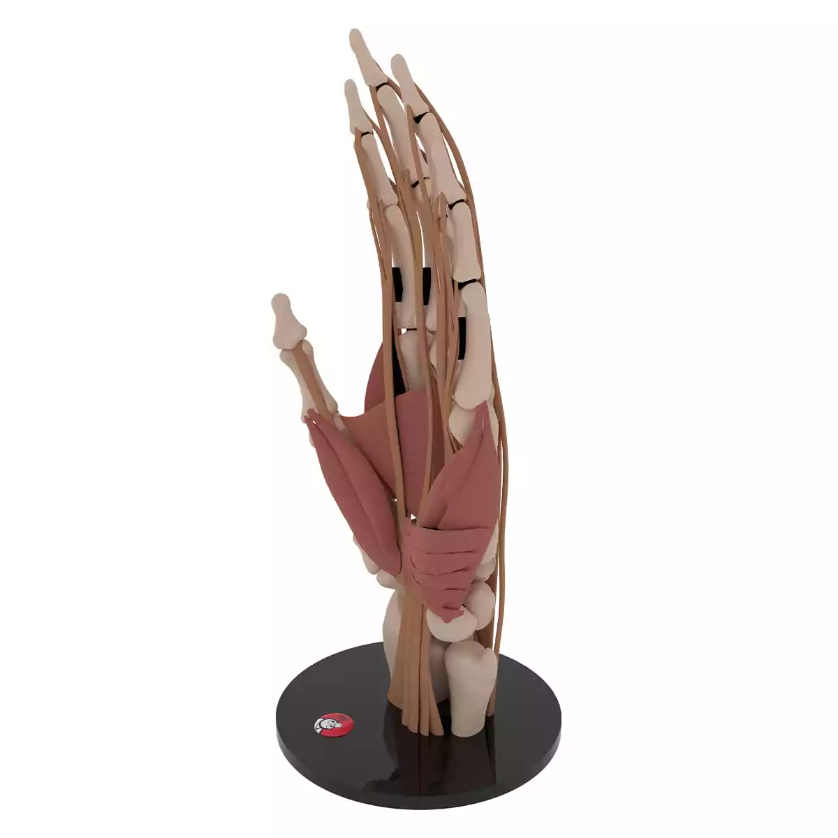 Anatomisch handmodel "Manus"