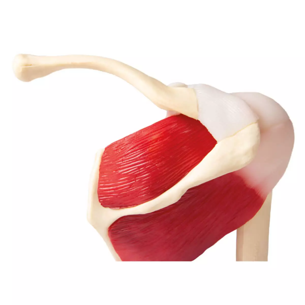 Schoudergewrichtmodel met spieren voor EZ Augmented Anatomy Learning-app
