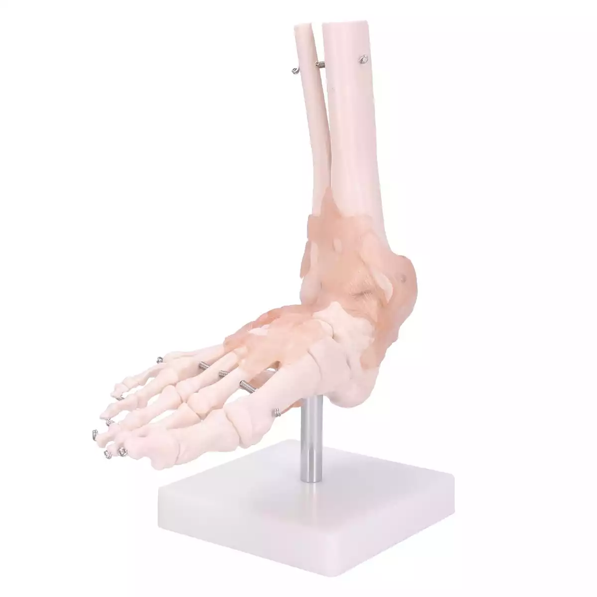  Model Anatomisch Voetskelet