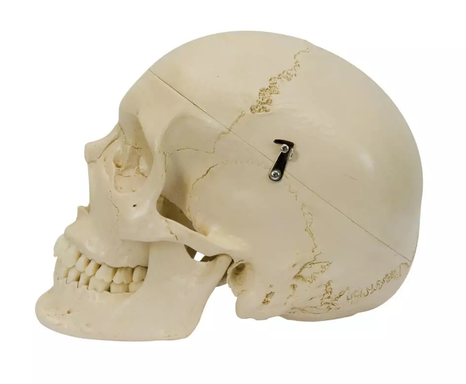  Schedel-model