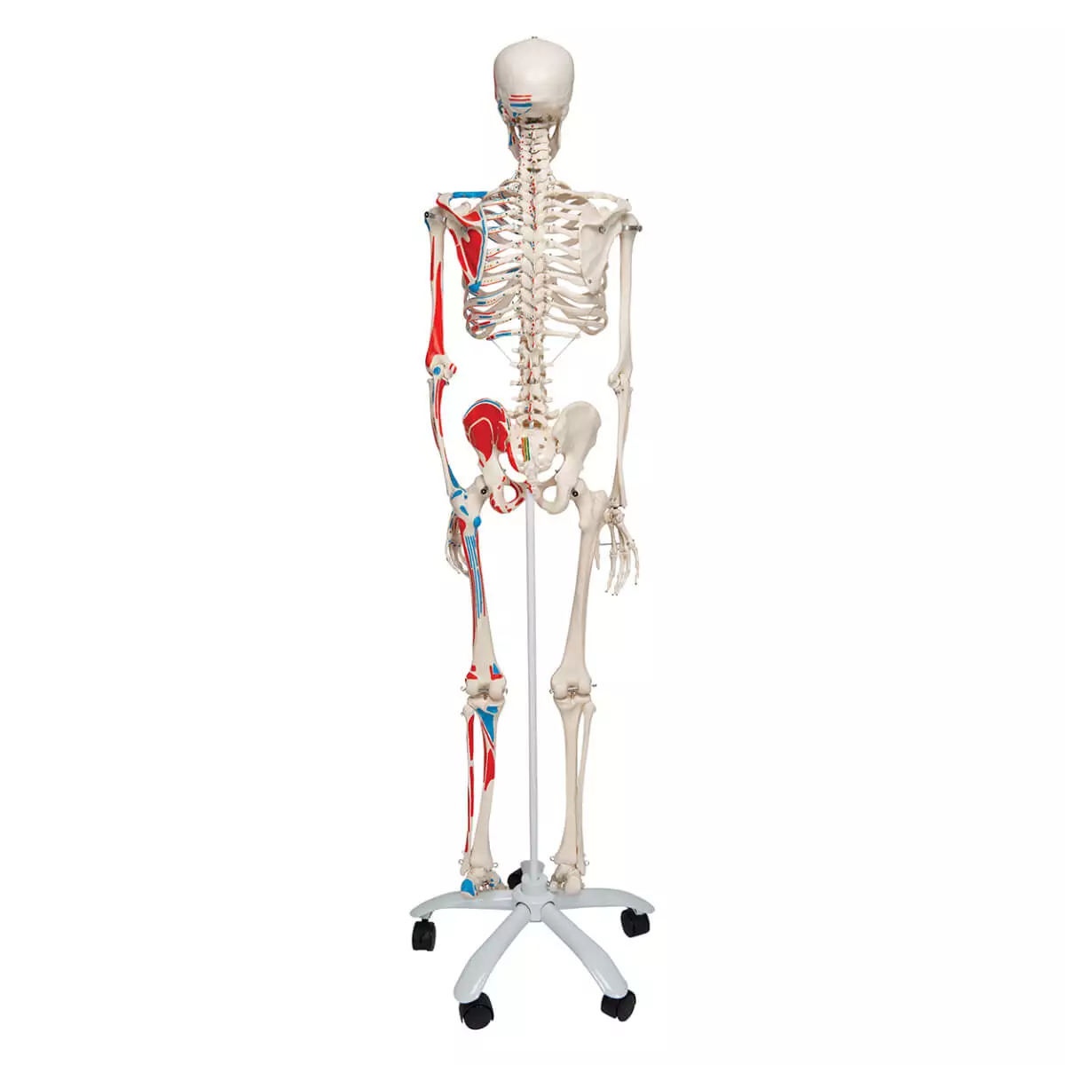 Max spierskeletmodel Max spierskeletmodel