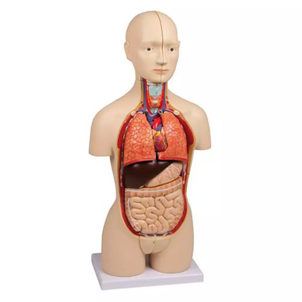  Model Miniaturtorso