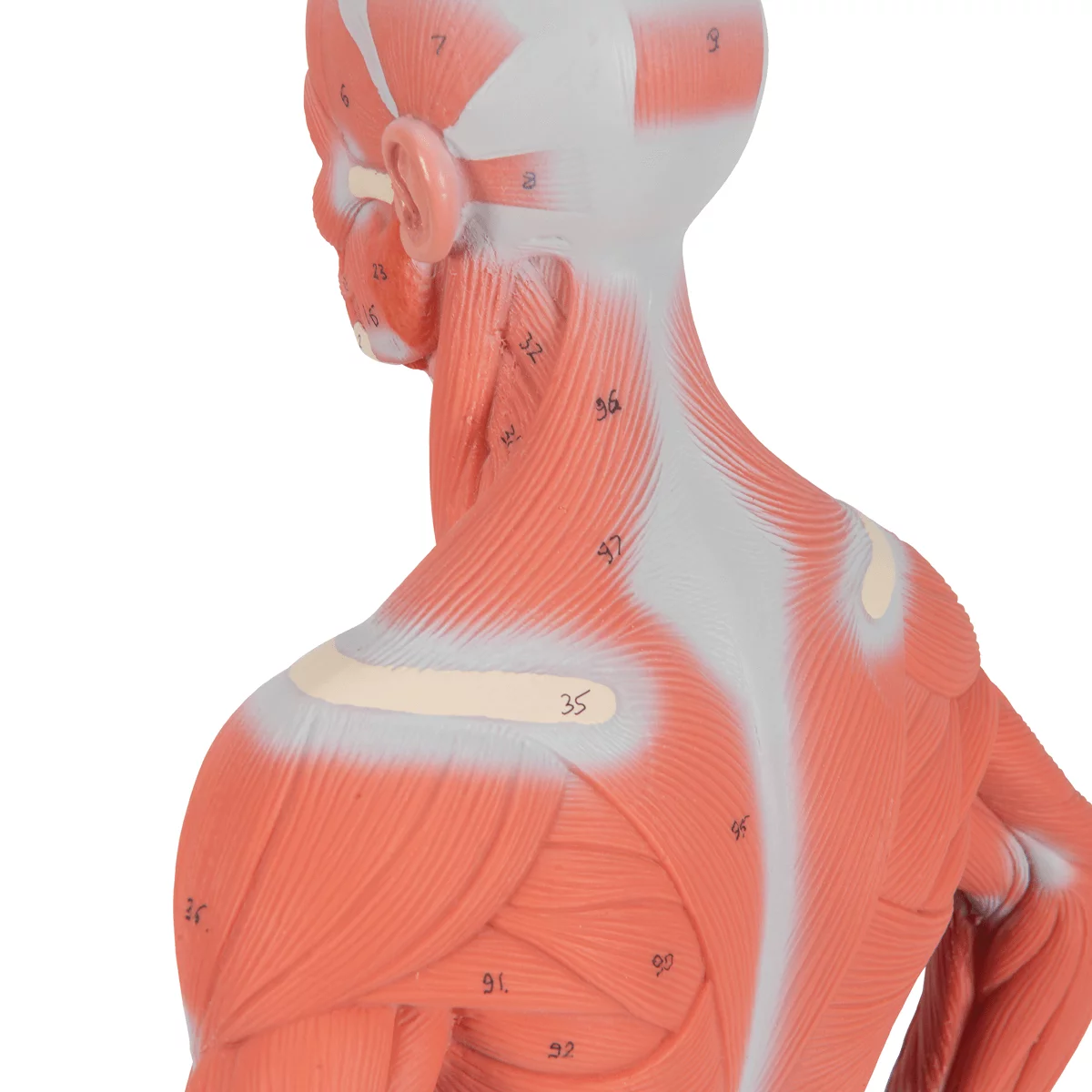  Model Spierfiguur