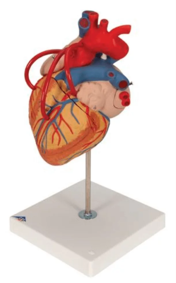  Modelhart met bypass