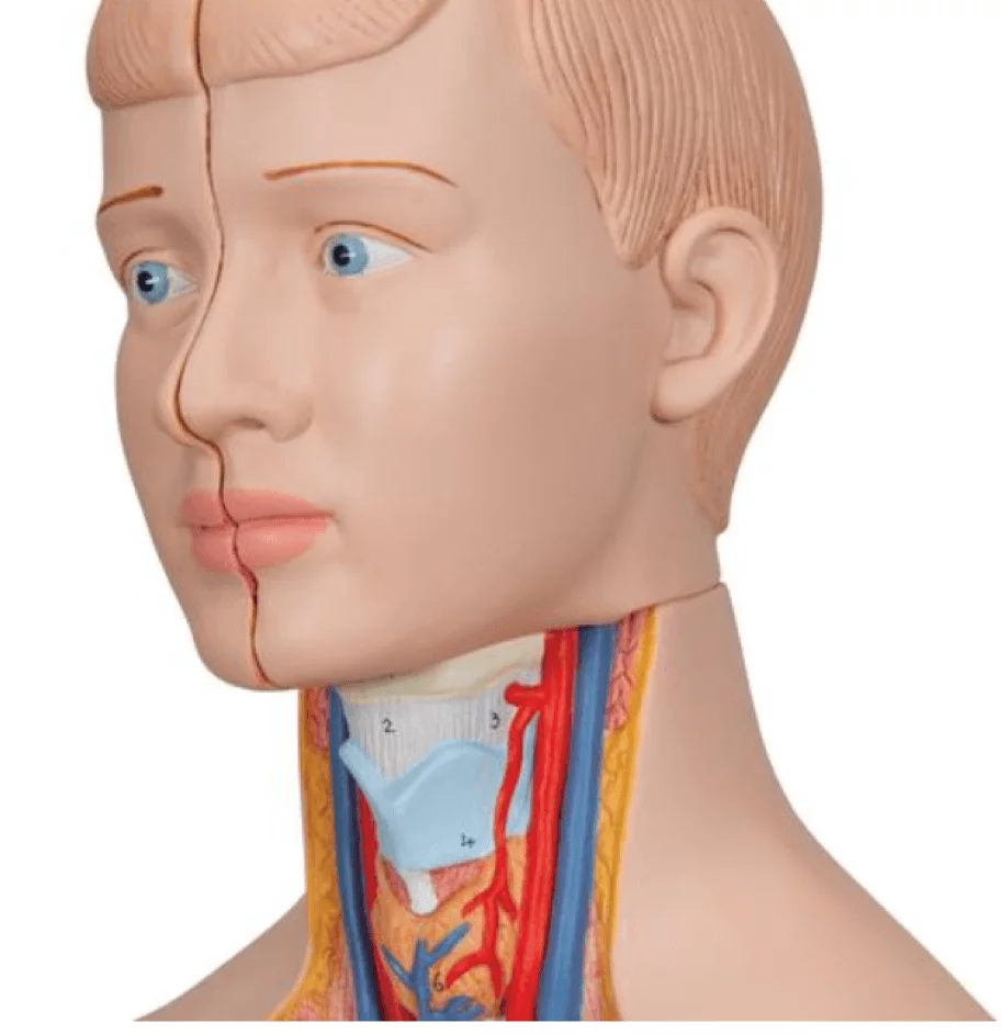  Mini-Torso
