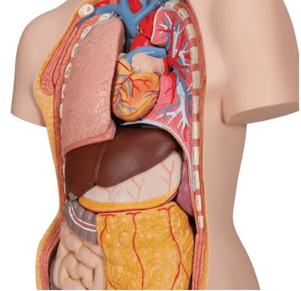  Model Classic Torso met open rug