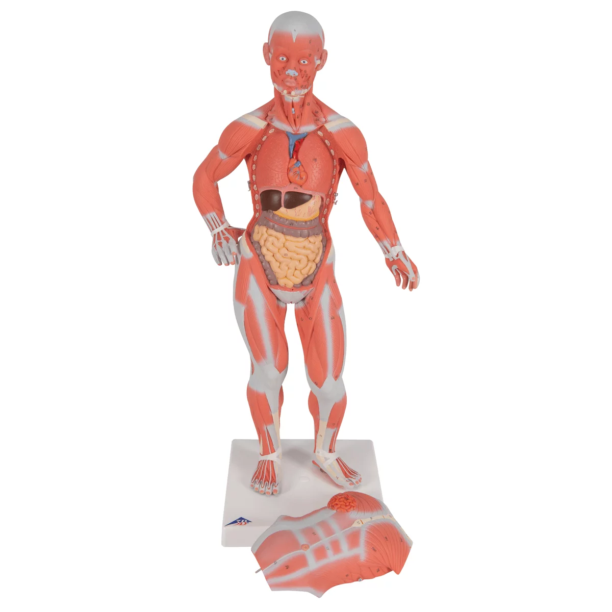  Model Spierfiguur