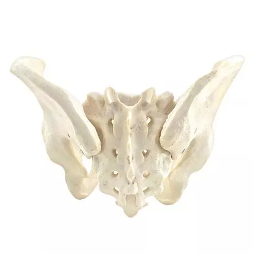  Model Anatomisch Bekken