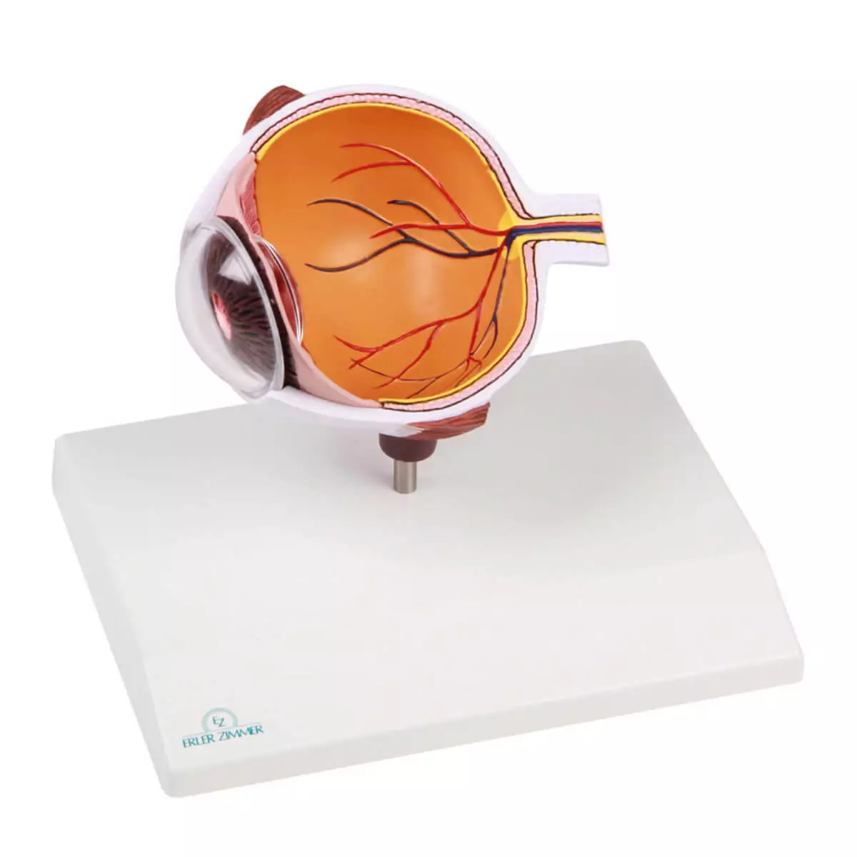  De helft van het oog vergroot - EZ Augmented Anatomy