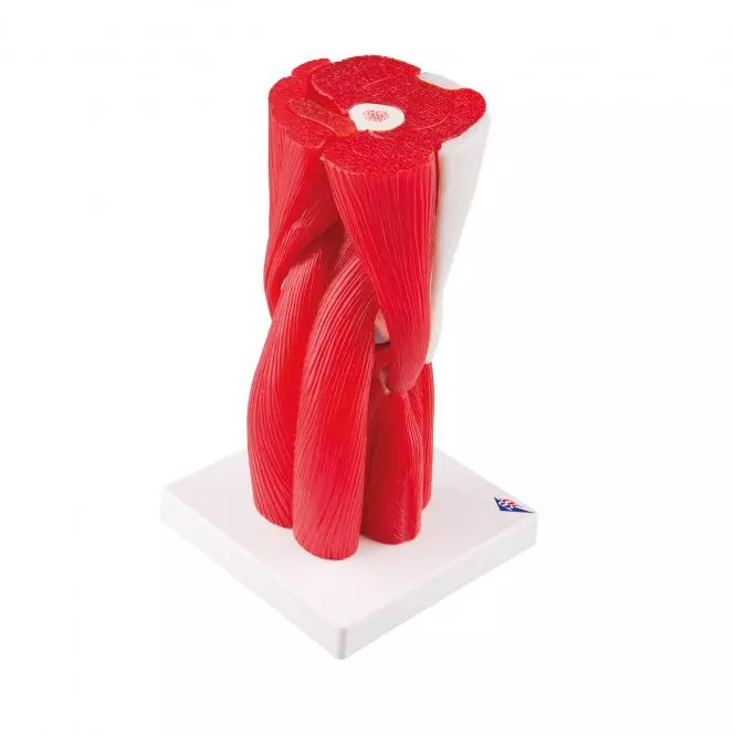  Model kniegewricht