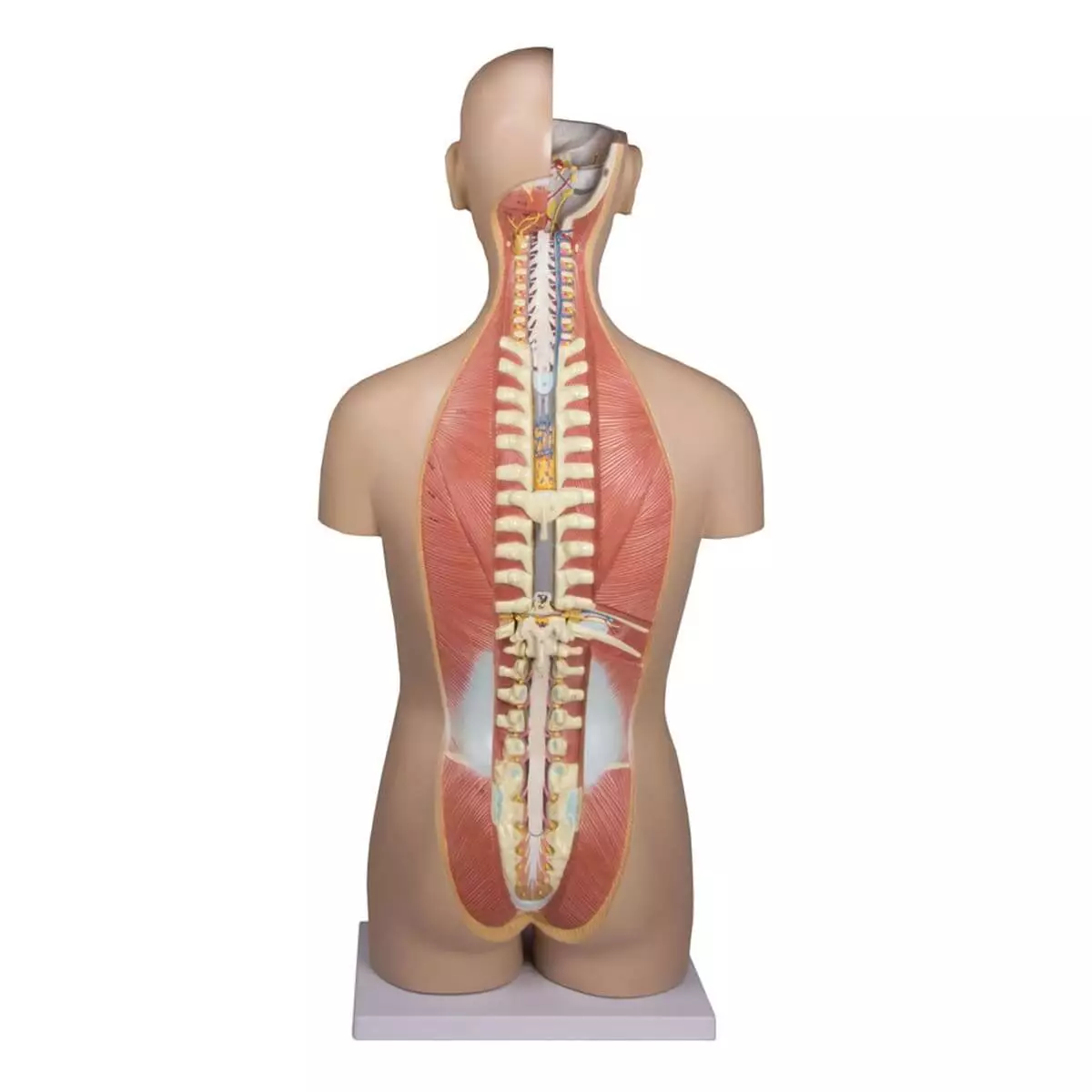  Torso model met open rug