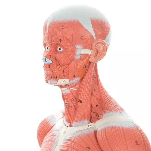  Model Spierfiguur