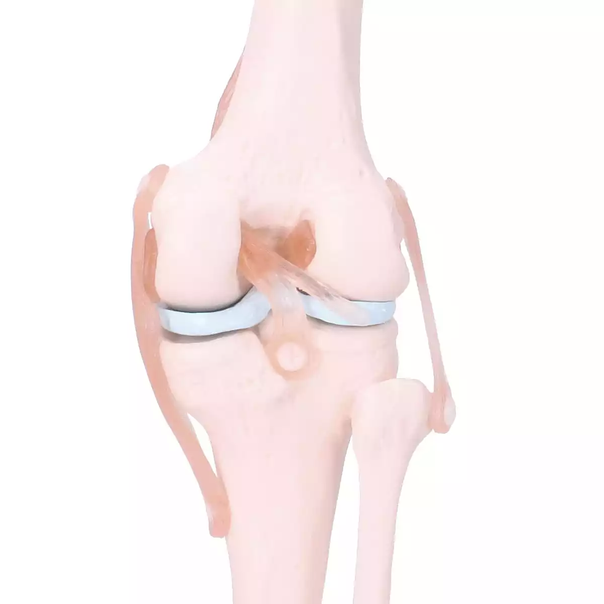  Anatomisch model kniegewricht