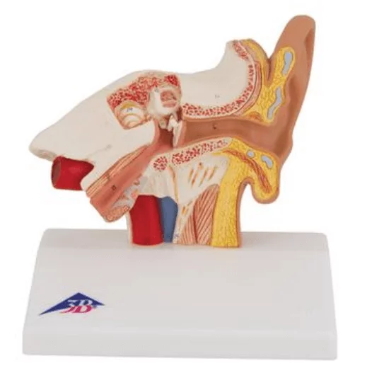  Bureaumodel oor