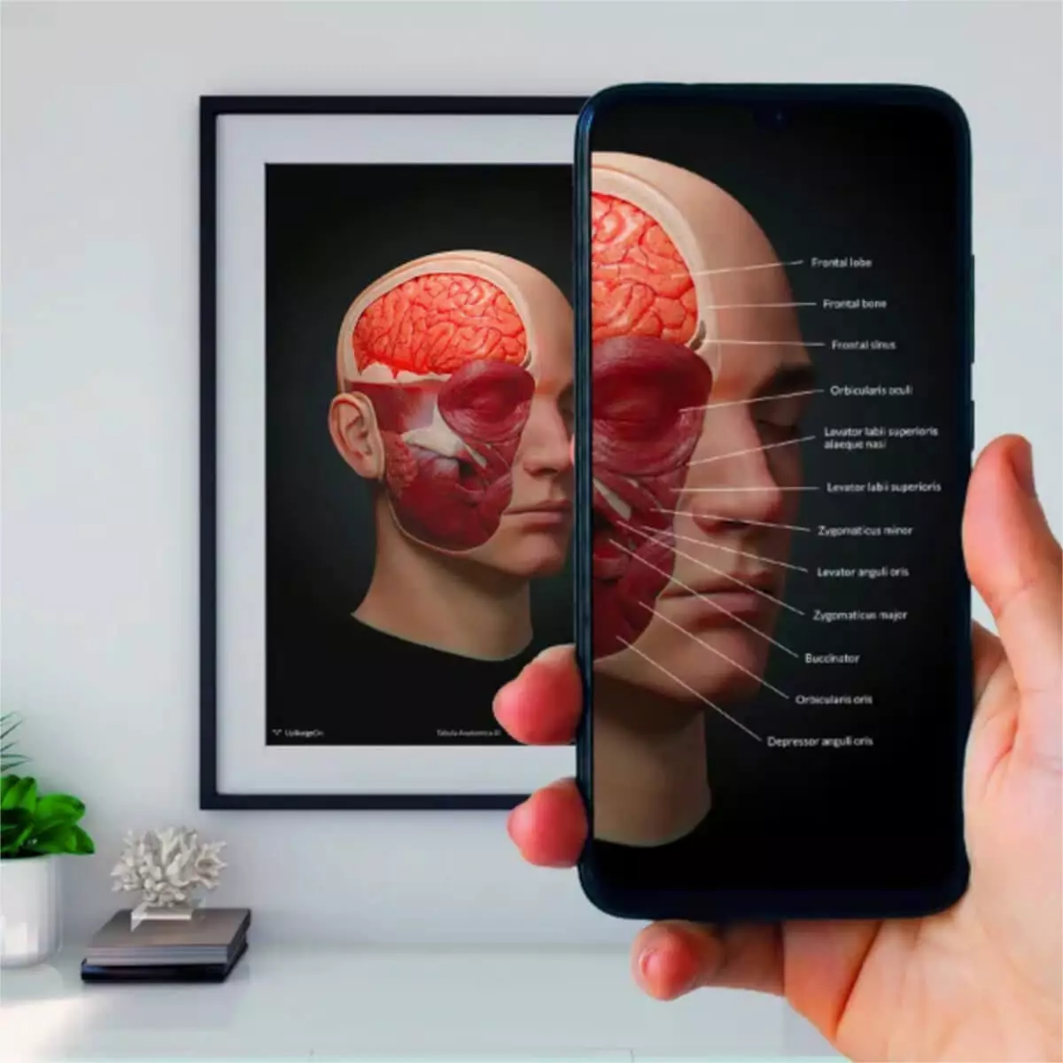  AnatomieARt Tabula Anatomica III
