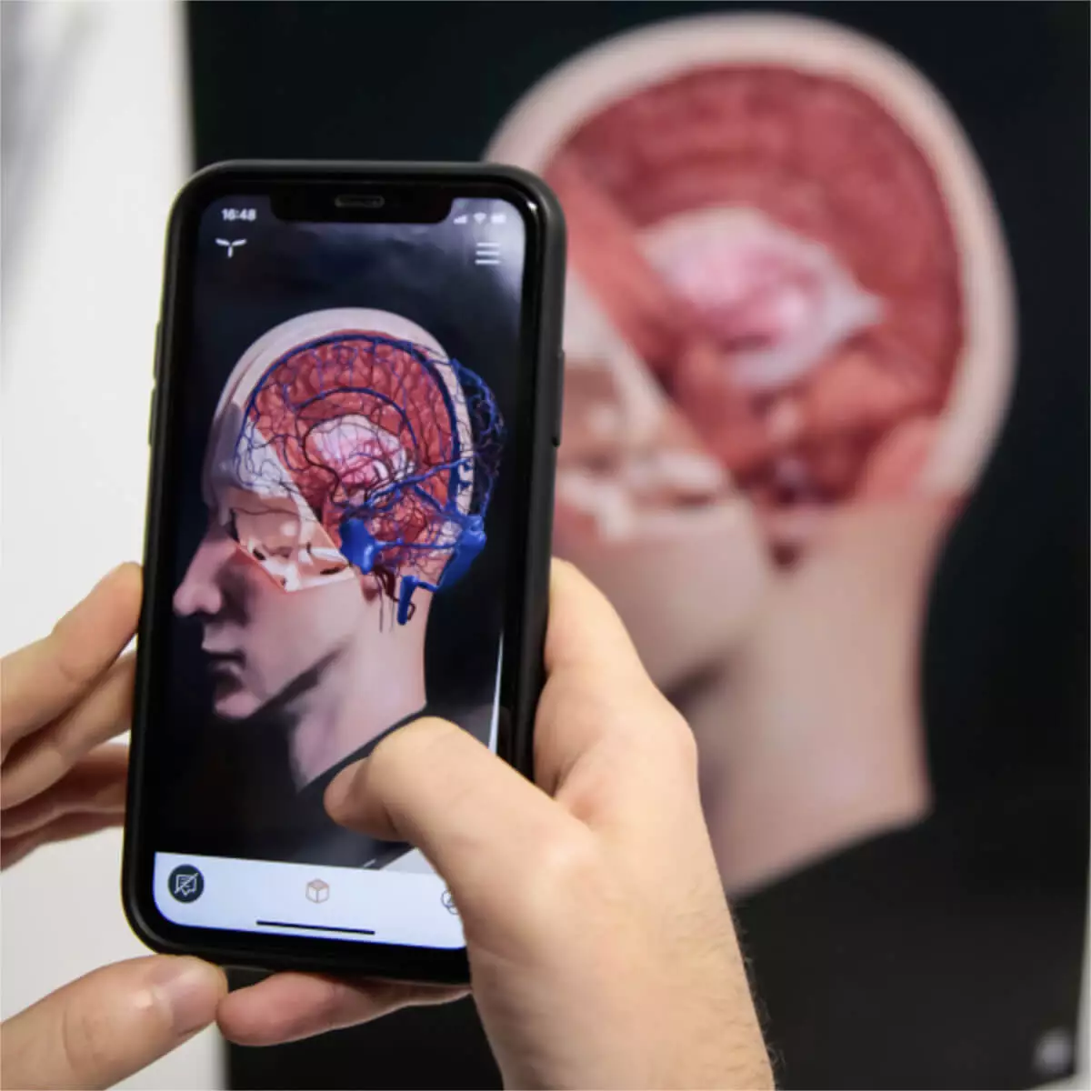  AnatomieARt Tabula Anatomica I