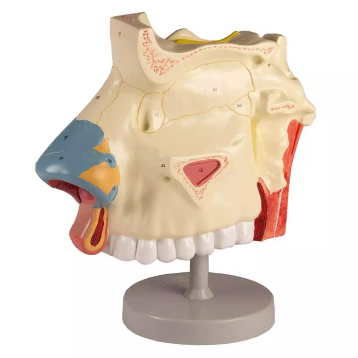  Model neusholte