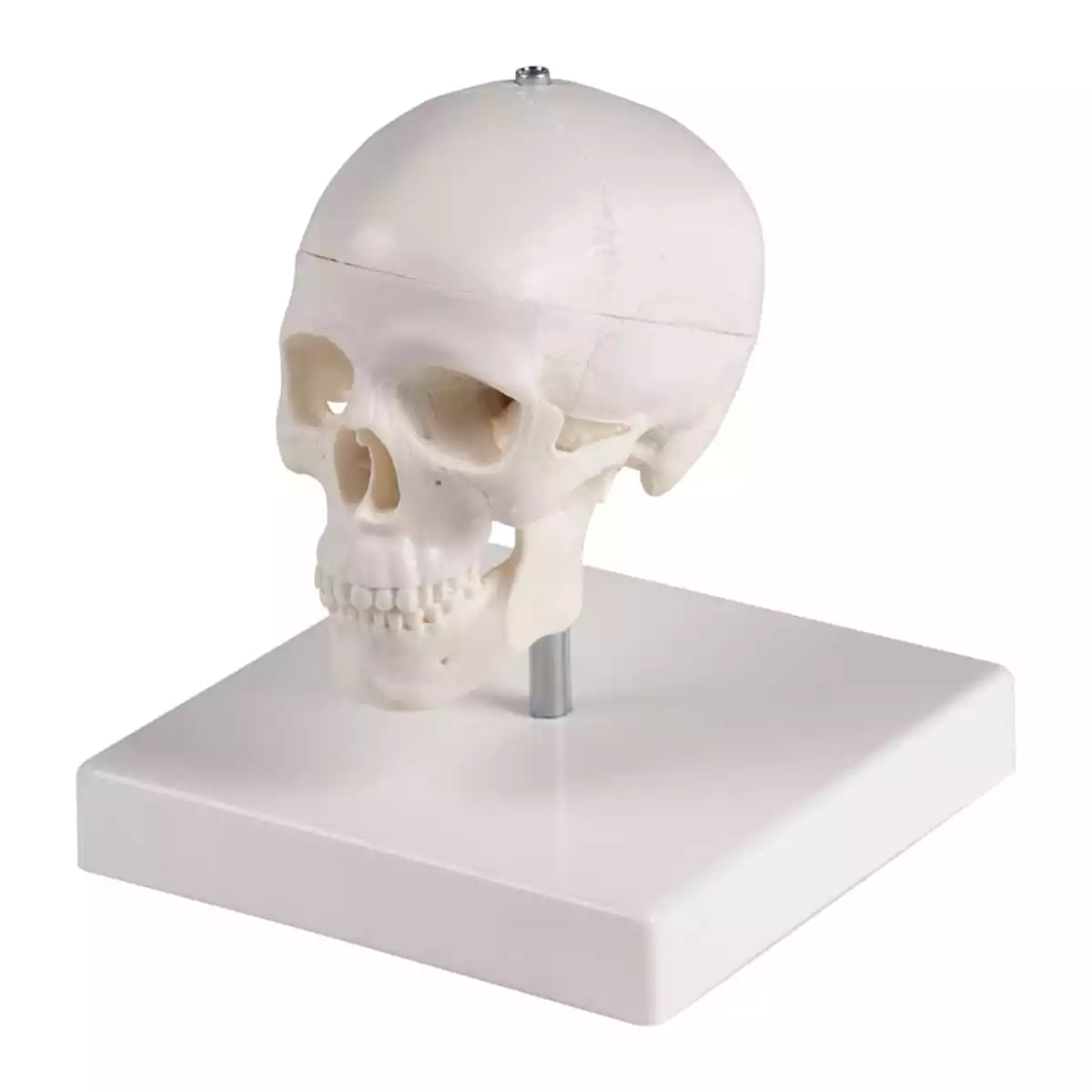  Miniatuurschedel met statief