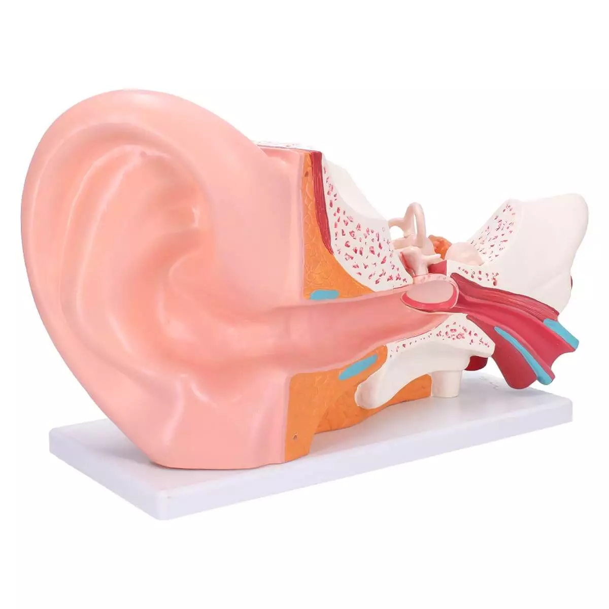  Anatomisch oormodel