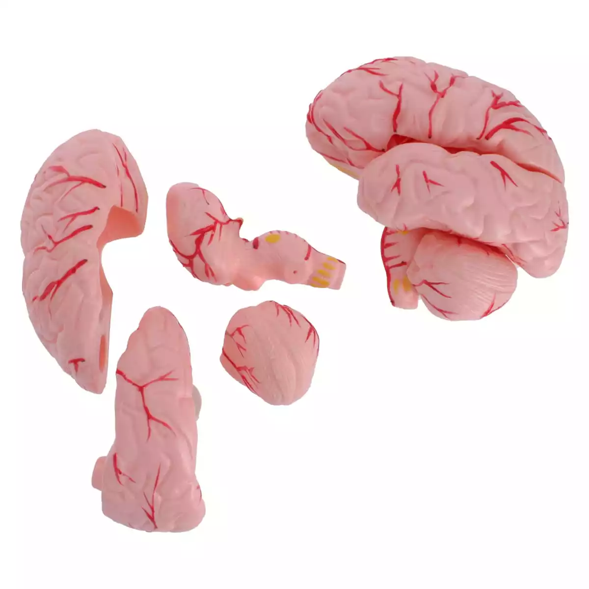  Anatomisch hoofdmodel met hersenen