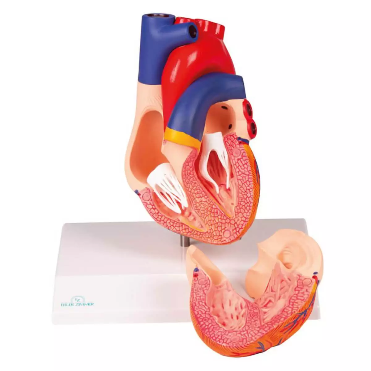  Modelhart voor EZ Augmented Anatomy Learning-app