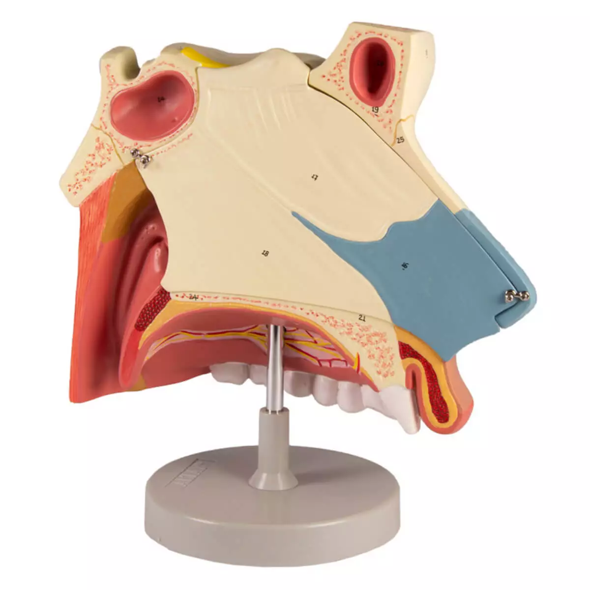  Model neusholte