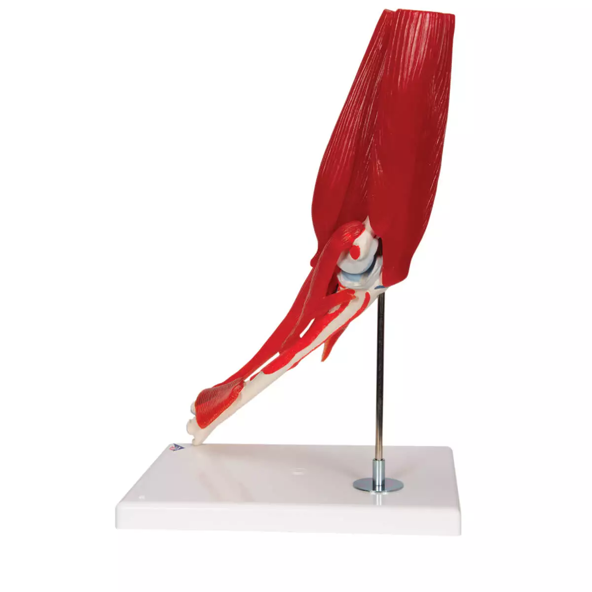  Ellebooggewricht model