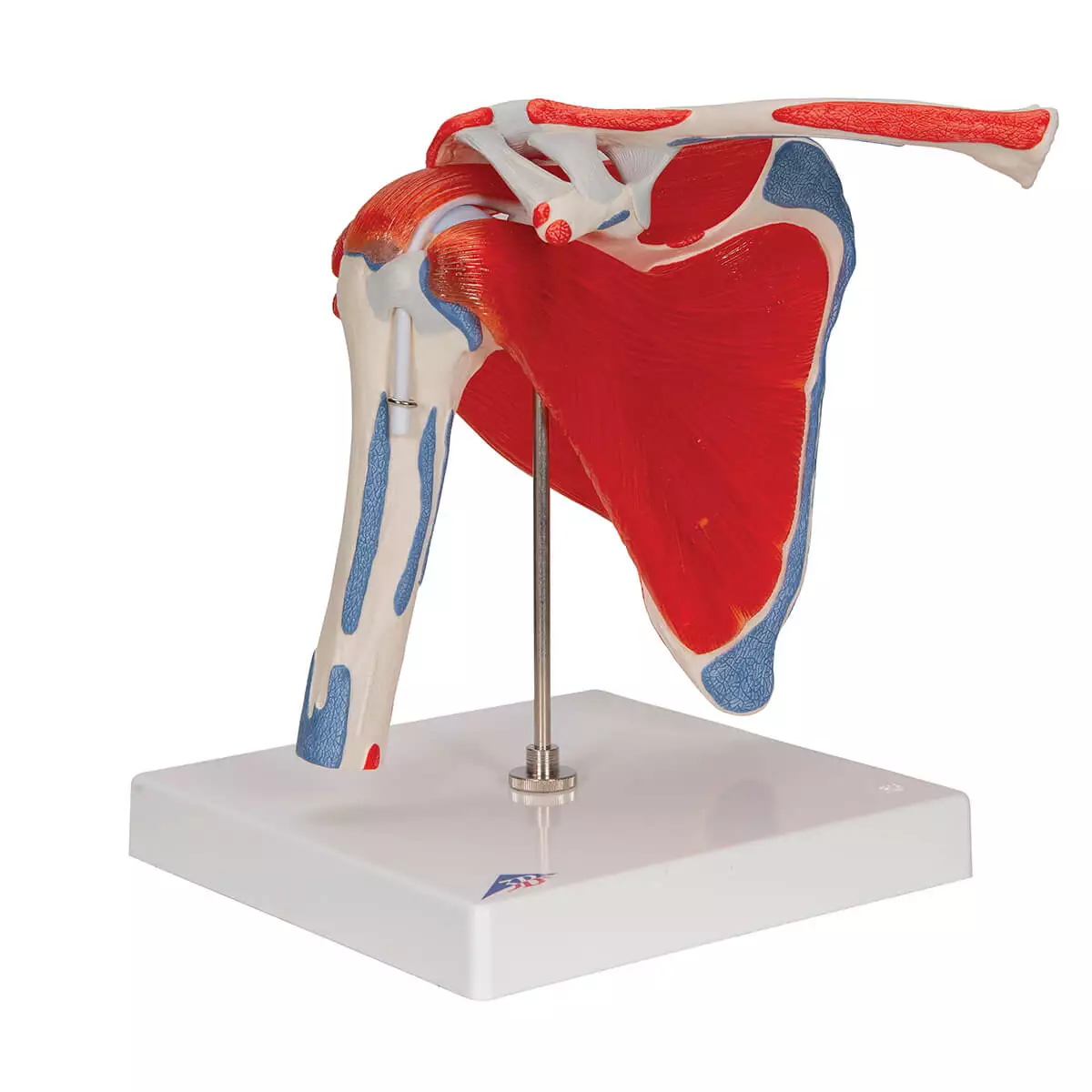  Schoudergewricht model