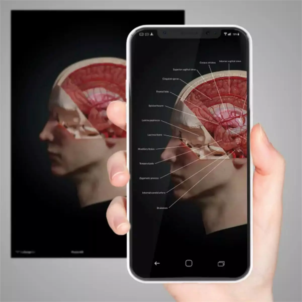  AnatomieARt Tabula Anatomica I