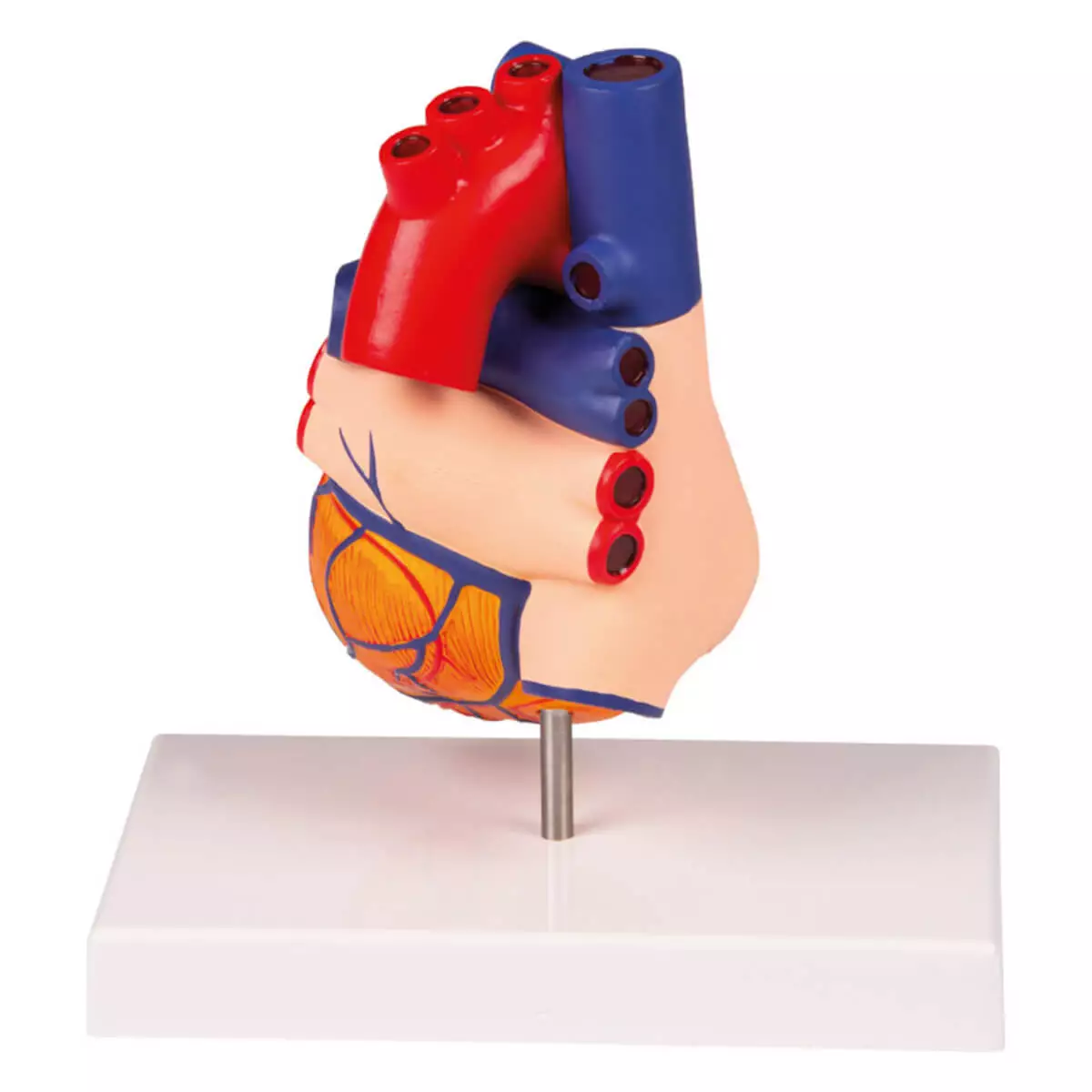  Modelhart voor EZ Augmented Anatomy Learning-app