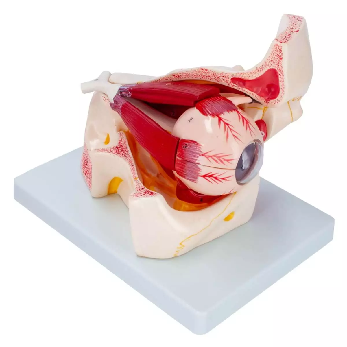  Anatomisch model oog