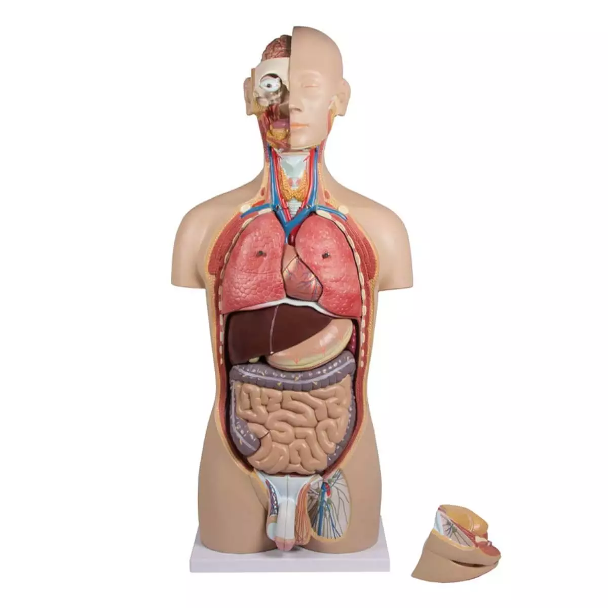  Torso model met open rug