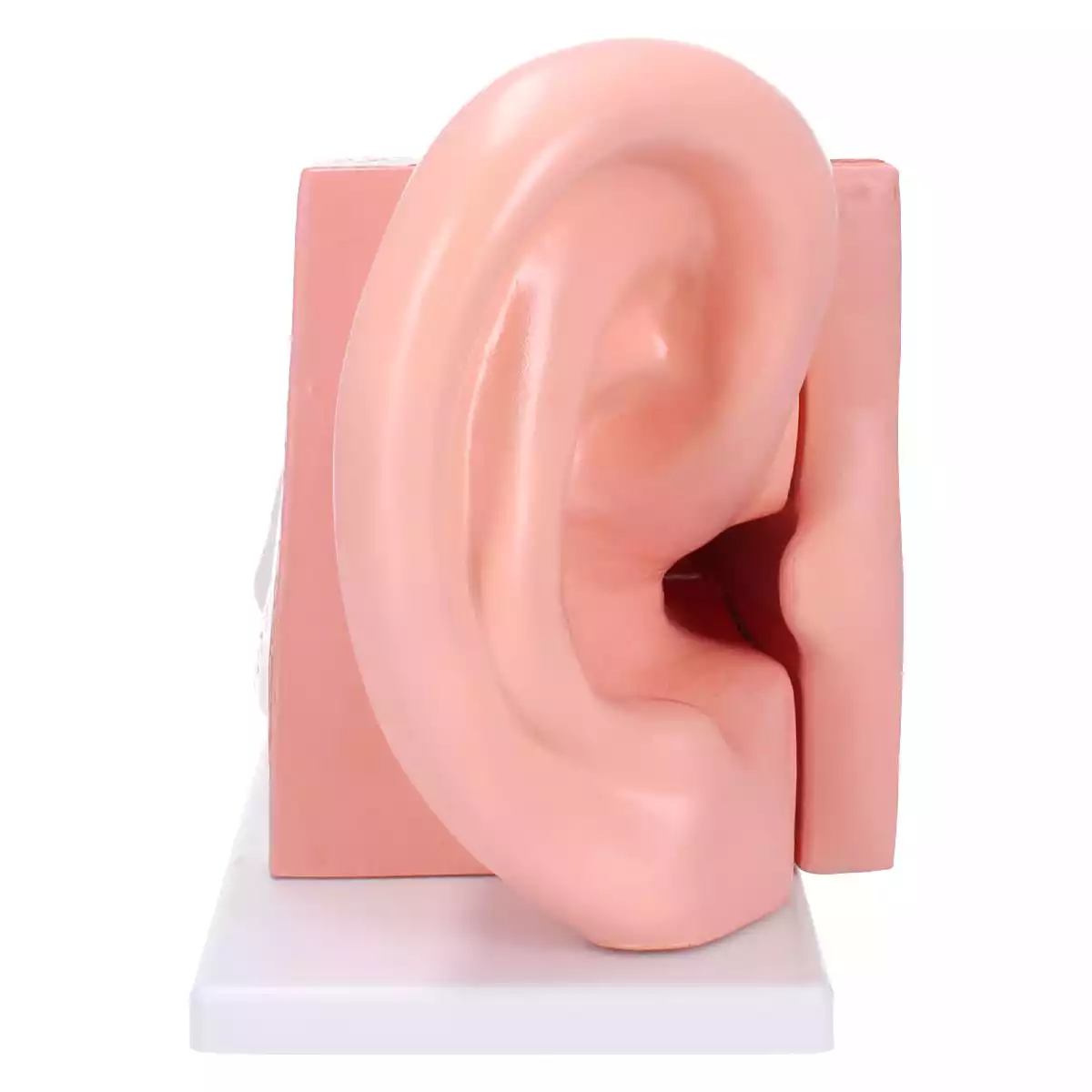  Anatomisch oormodel