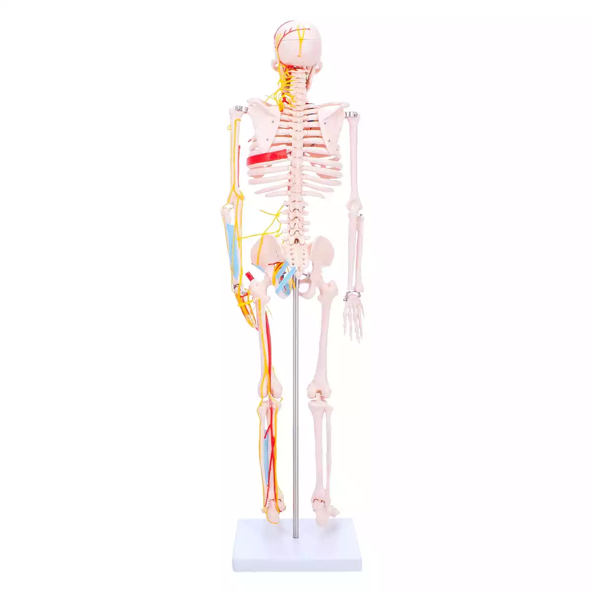 Anatomisch skeletmodel  Anatomisch skeletmodel