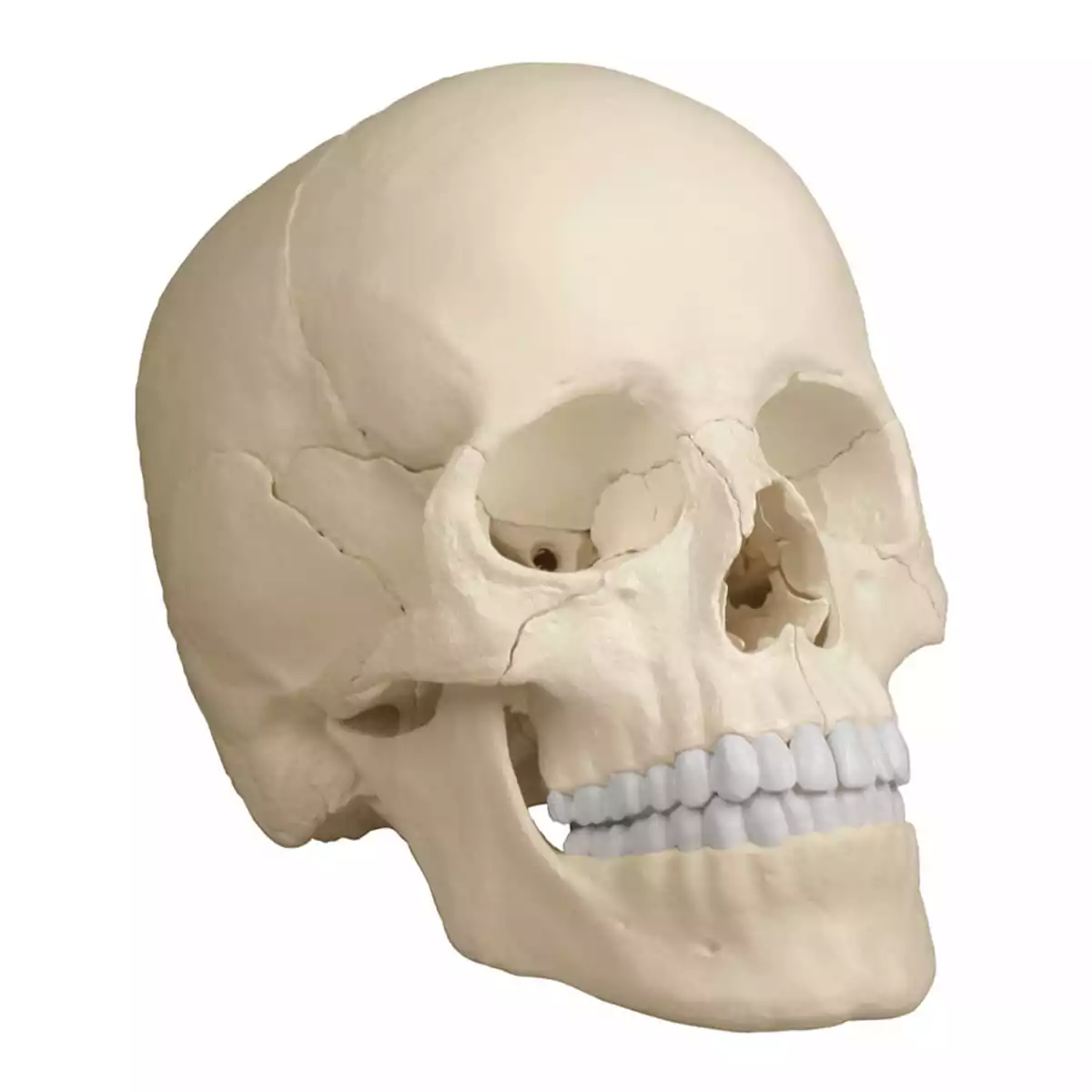  Osteopathie schedelmodel