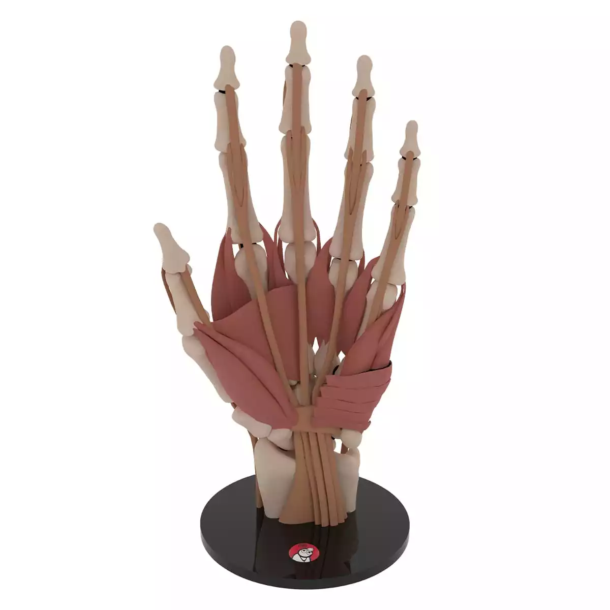  Anatomisch handmodel "Manus"