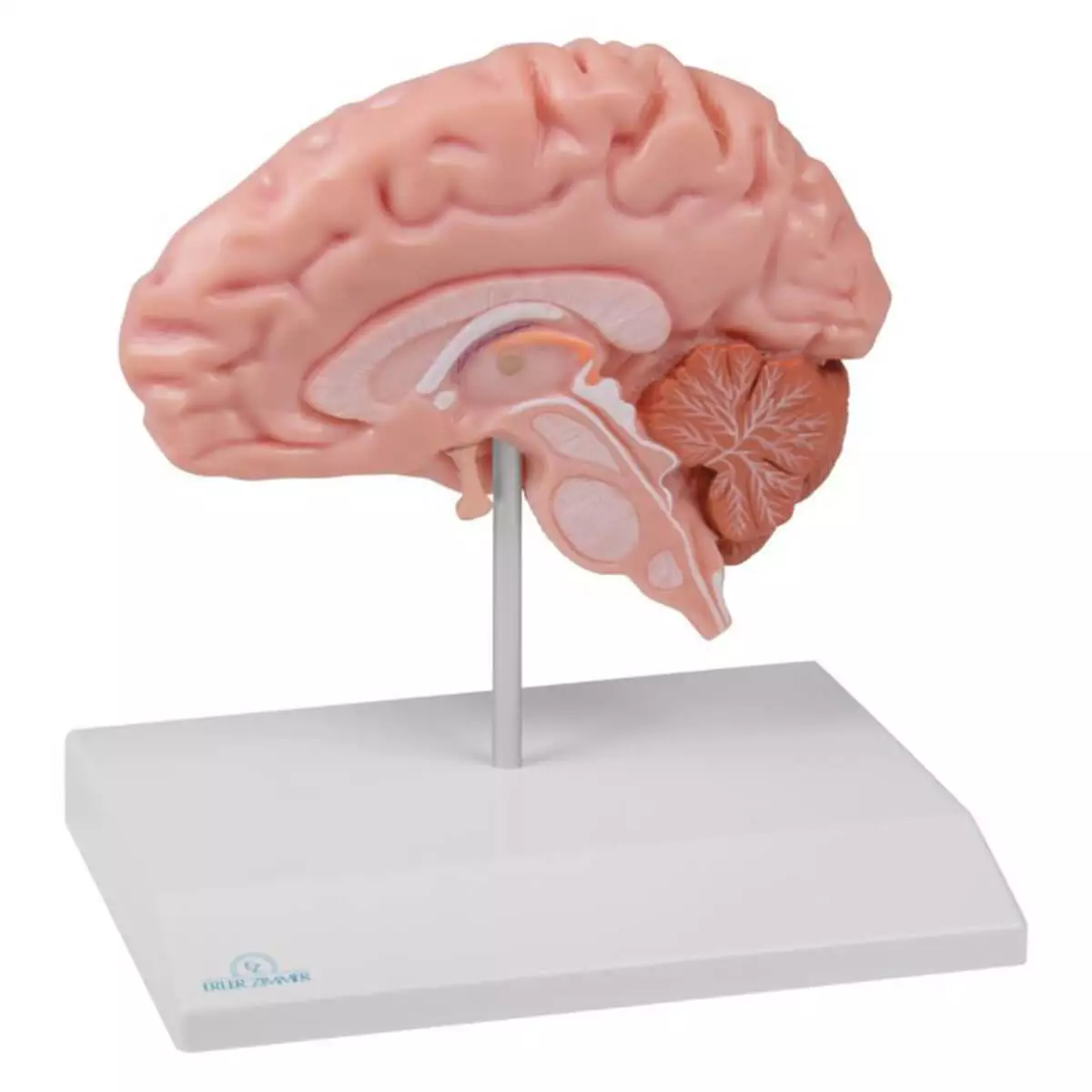  Anatomisch halfrondmodel voor EZ Augmented Anatomy Learning-app