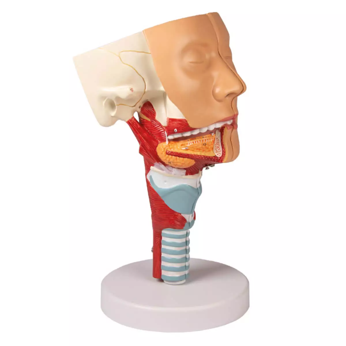  Modelhoofd met keelholte en strottenhoofd