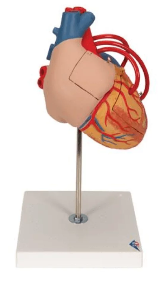  Modelhart met bypass