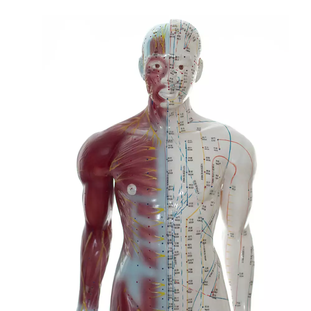 Acupunctuur model man Acupunctuur model man