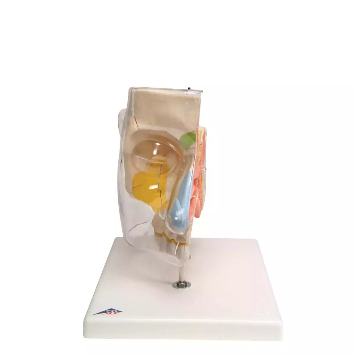  Neus model