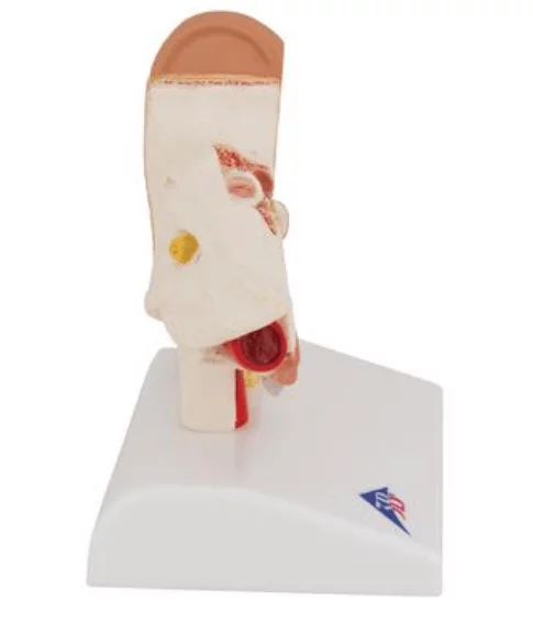  Bureaumodel oor