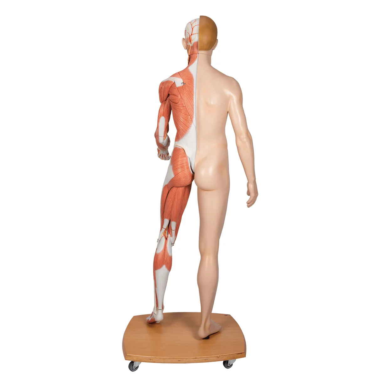  Model levensgroot biseksueel spierfiguur