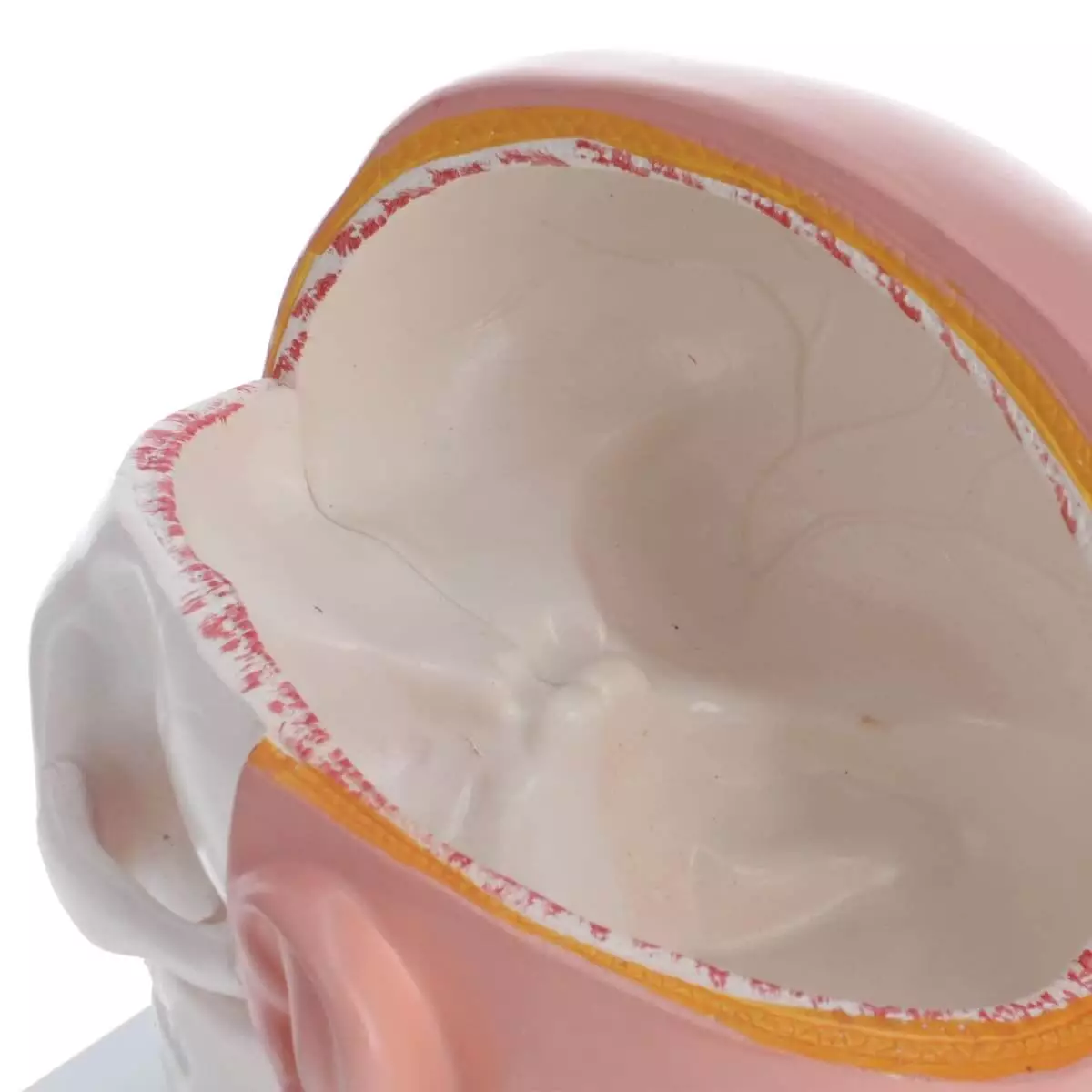  Anatomisch hoofdmodel met hersenen