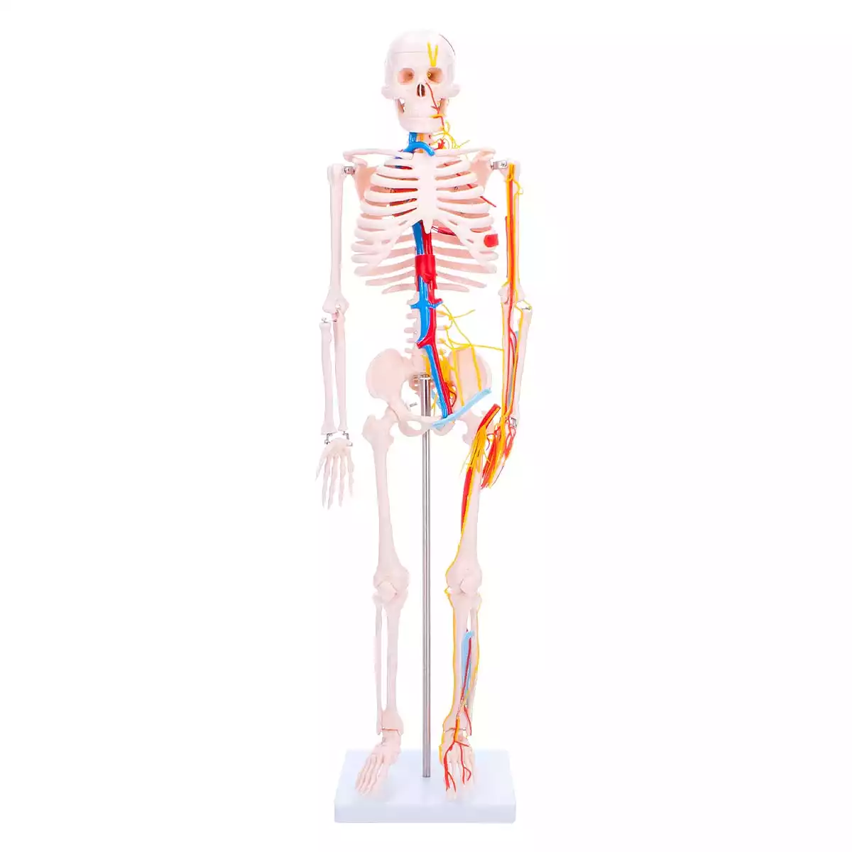  Anatomisch skeletmodel