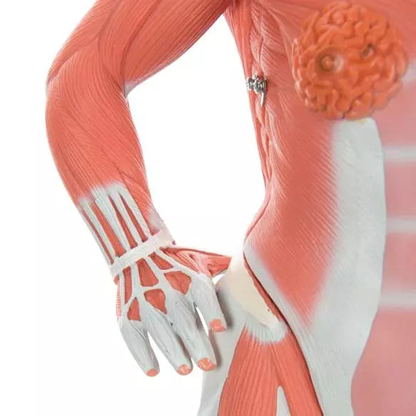  Model Spierfiguur