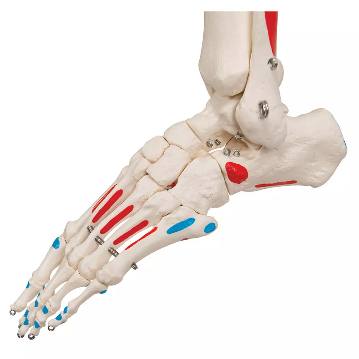 Max spierskeletmodel Max spierskeletmodel